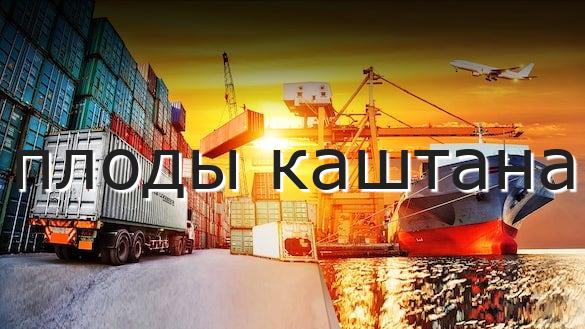 плоды каштана