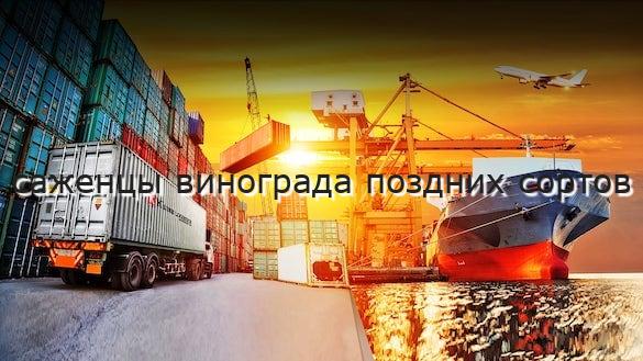 саженцы винограда поздних сортов