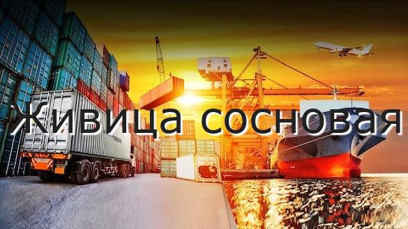 Живица сосновая